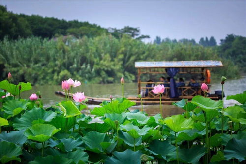 你心动的,都在这 沙家浜景区在四季与你诉说 她 的故事