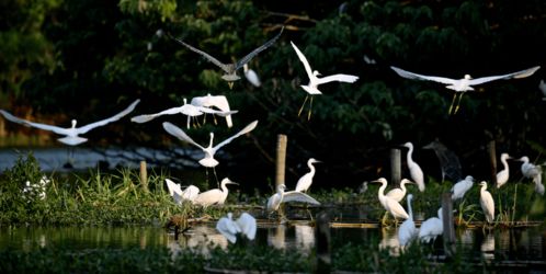 神舟旅游特制奉献 常熟全域旅游产品 系列二 沙家浜一日游