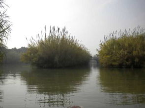 沙家浜芦苇荡 历史与自然的诗意交融