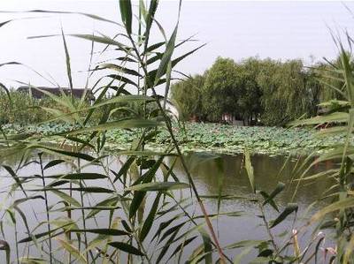 沙家浜 父亲节的红色记忆与江南水乡之旅